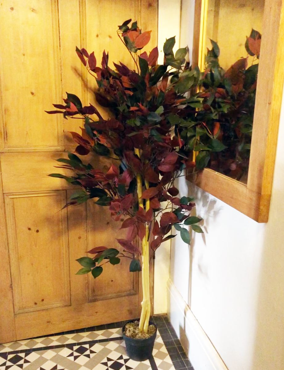 Plants
